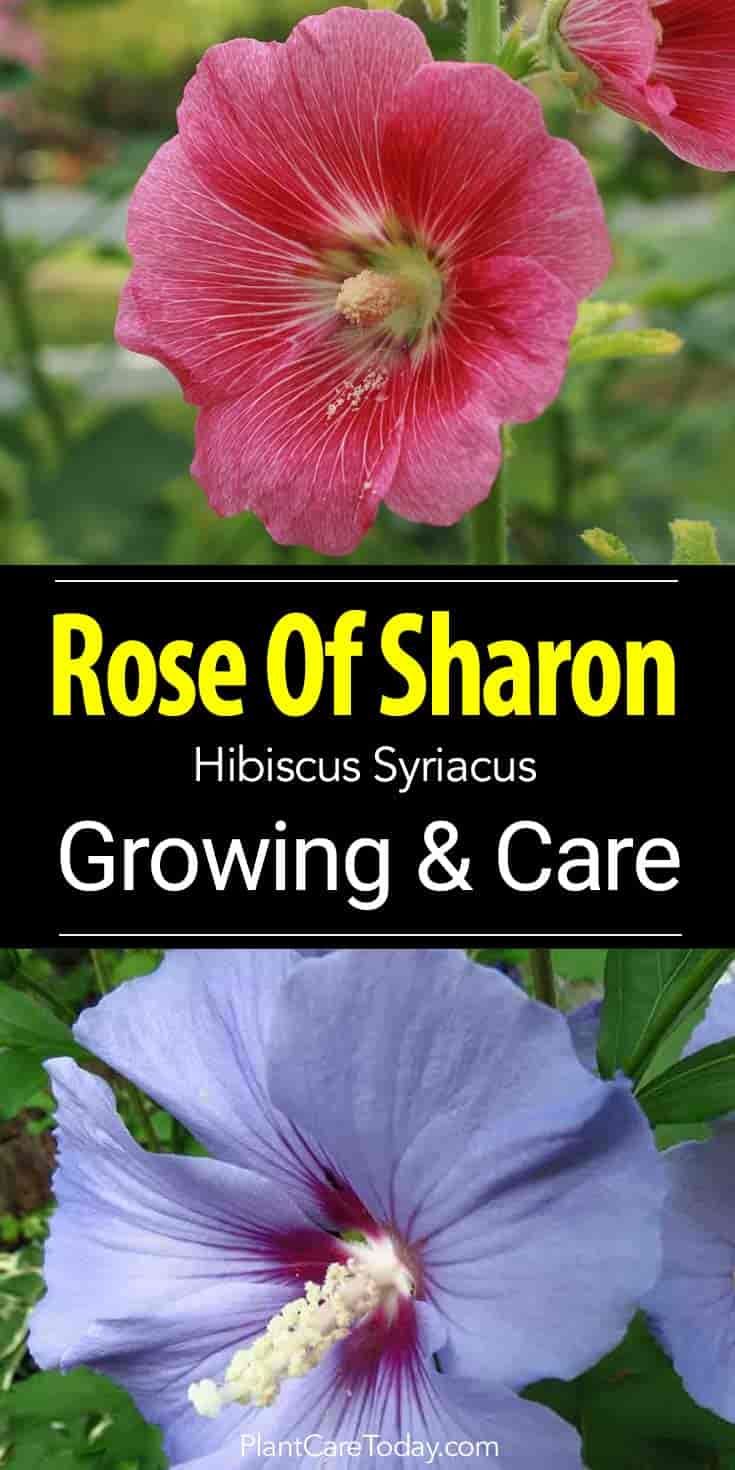 rose tree care instructions