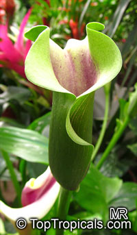 calla lily growing instructions