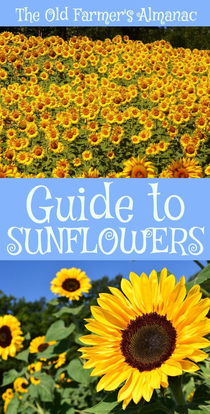 false sunflower planting instructions