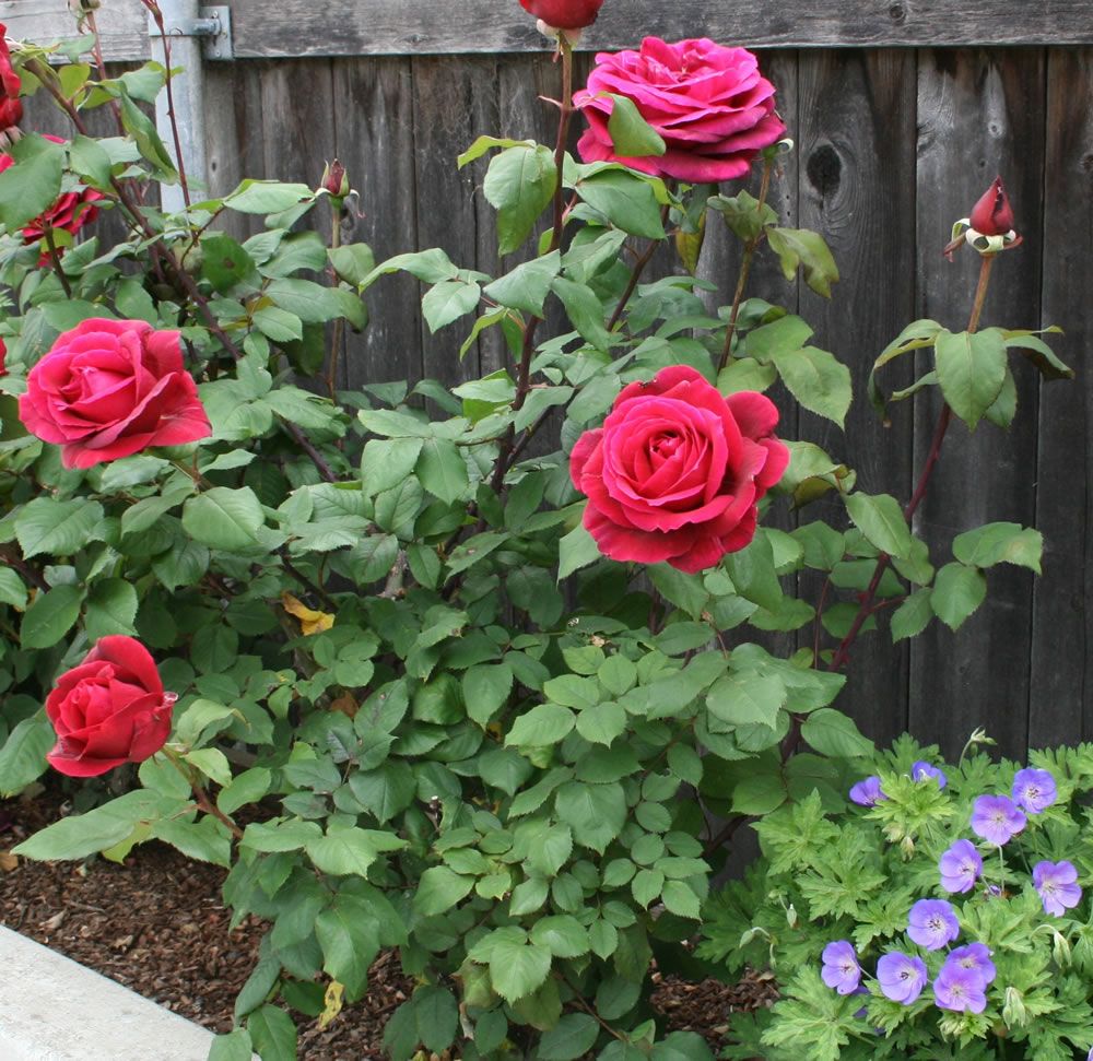 rose tree care instructions