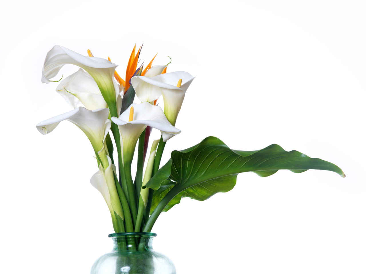 calla lily growing instructions