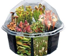 carnivorous creations dome terrarium kit instructions