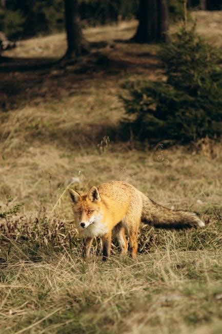 fox animal spirit guide